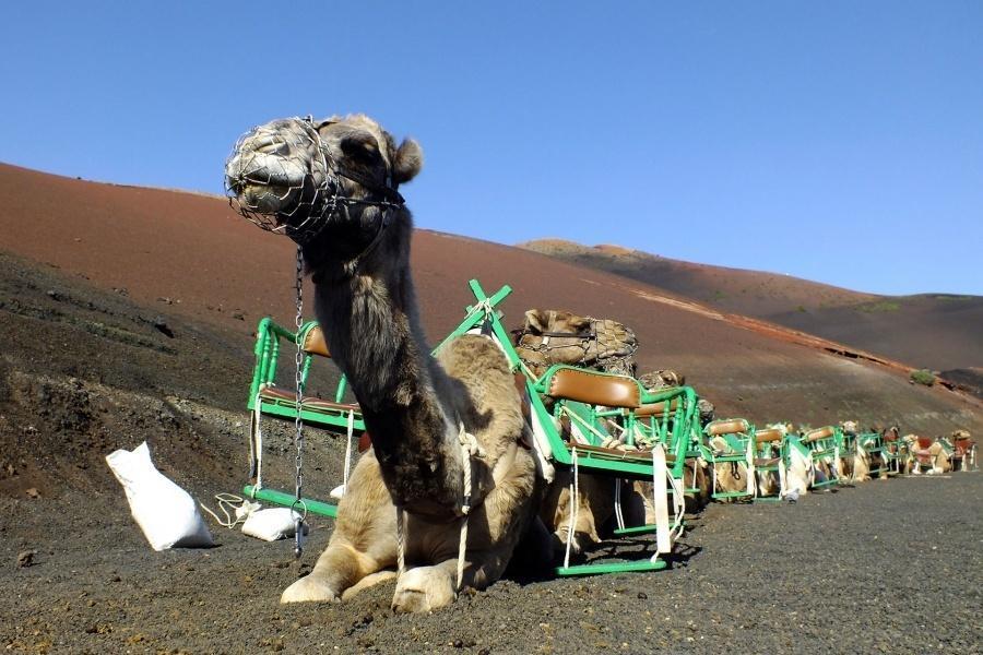 lanzarote-volcano-short-south-tour_3_l_L